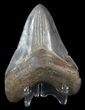 Serrated, Fossil Megalodon Tooth - Georgia #45111-2